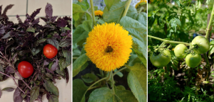 Вересень – час збирати врожай в бібілотеці на Пріорці